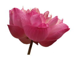 flor de loto en archivo png de fondo transparente