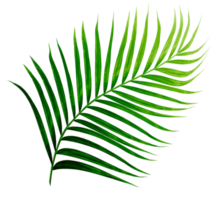 Green leaves of palm tree isolated on tranaparent background png file