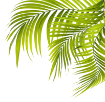 Green leaves of palm tree on transparent background png file