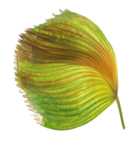 hoja verde de palmera aislada en archivo png de fondo transparente