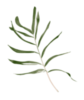 Green leaf of palm tree isolated on transparent background png file