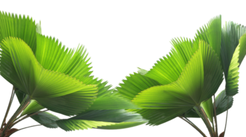 leaves of palm tree isolated on transparent background png file