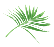 green leaf of palm tree isolated on transparent background png file