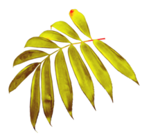 palm leaf isolated on transparent background png file