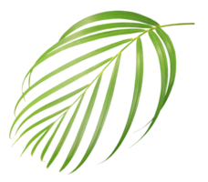 palm tree leaf on transparent background png file