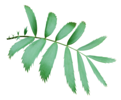 green palm leaf isolated on transparent background png file