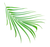 hoja de palma verde aislada en archivo png de fondo transparente