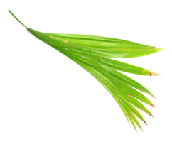 palm tree leaf on transparent background png file