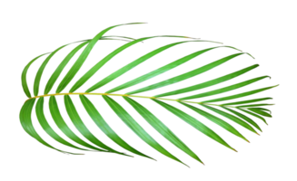 palm tree leaf on transparent background png file