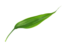 green leaf isolated on transparent background png file