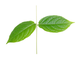 stalk green leaf isolated on transparent background png file