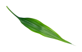 green leaf isolated on transparent background png file