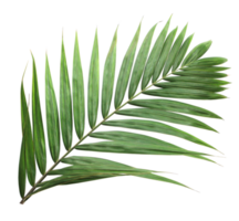 tropical nature green palm leaf on transparent background png file