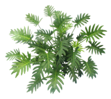 Bush philodendron xanadu pianta isolata sopra su file png di sfondo trasparente