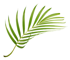 green leaf of palm tree isolated on transparent background png file