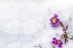 Bright colorful flowers in the snow. photo