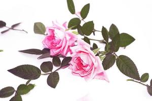 cinco rosas rojas sobre un fondo blanco. fondo floral foto