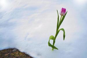 tulip flower growing in snow in early spring garden photo