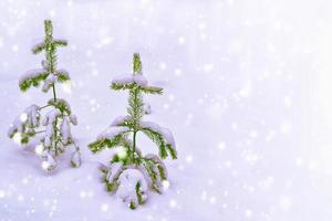 Frozen winter forest with snow covered trees. photo