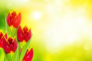 Bright colorful spring flowers photo