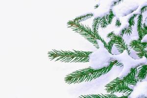 Frozen winter forest with snow covered trees. photo