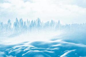 Frozen winter forest with snow covered trees. photo