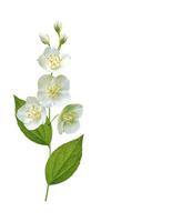 branch of jasmine flowers isolated on white background. photo