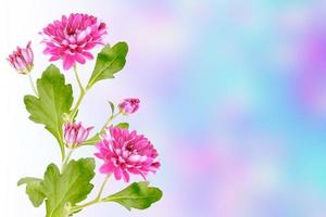 Colorful chrysanthemum flowers on a background of the autumn landscape photo