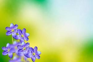 la primera campanilla de invierno delicada flor de primavera. foto