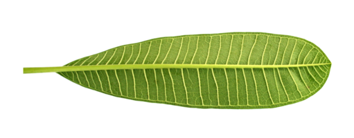 Frangipani leaf on transparent background png file