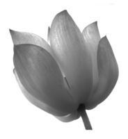 lotus sur fond transparent fichier png