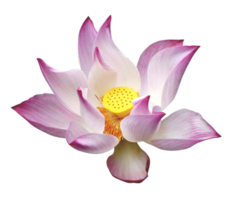 Pink lotus flower on white background png