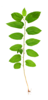 Tree sapling or seedling with visible root against on transparent background png file