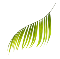 groen blad van palmboom op transparante achtergrond png-bestand png