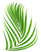 Green leaf of palm tree on transparent background png file