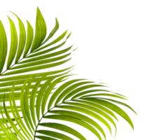 hojas verdes de palmera en archivo png de fondo transparente