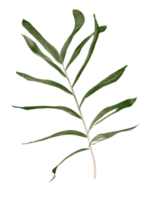 hoja verde de palmera aislada en archivo png de fondo transparente