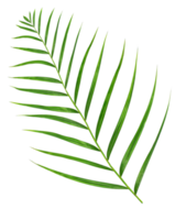 hoja verde de palmera aislada en archivo png de fondo transparente