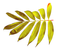 palm leaf isolated on transparent background png file