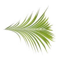 palm tree leaf on transparent background png file