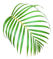 palm tree leaf on transparent background png file