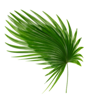 palm tree leaf on transparent background png file