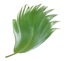 palm tree leaf on transparent background png file