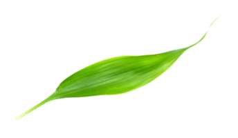 green leaf isolated on transparent background png file