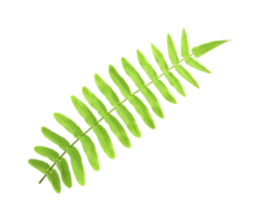 tropical ornamental foliage, fern leaf tree on transparent background png file