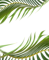 green leaf of palm tree on transparent background png file