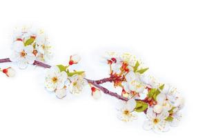 Flowering branch of cherry isolated on a white background. photo