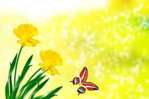 Spring flowers of daffodils. butterfly photo