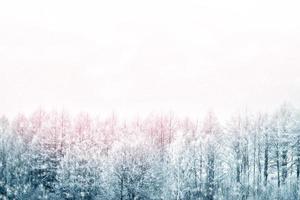 bosque de invierno congelado con árboles cubiertos de nieve. foto