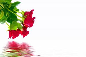 Flower bud roses on a white background photo